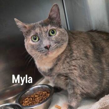 Myla -  Domestic Medium Hair Cat for Adoption in Oak Ridge, Tennessee - Myla | PetCurious