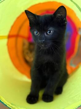 Cinder -  Domestic Short Hair Cat Available for Adoption in Seal Beach, California - Cinder | PetCurious