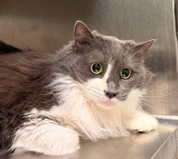 Hailey -  Domestic Long Hair Cat Available for Adoption in Winnipeg, Manitoba - Hailey | PetCurious