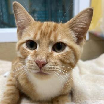 Punch -  Tabby Cat for Adoption in Fort Payne, Alabama - Punch | PetCurious