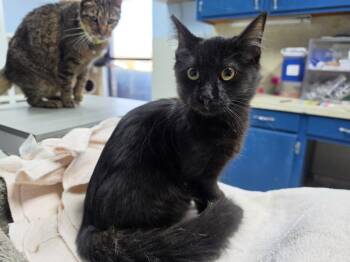 Sully -  Domestic Long Hair Cat for Adoption in Bossier City, Louisiana - Sully | PetCurious