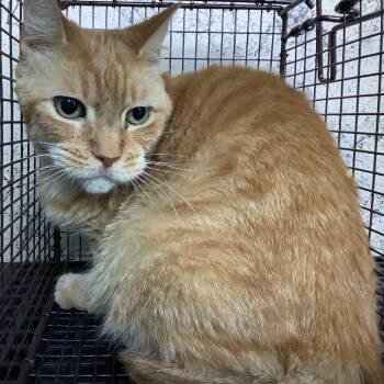 IVHS-Stray-142706 -  Domestic Short Hair Cat for Adoption in San Gabriel, California - IVHS-Stray-142706 | PetCurious