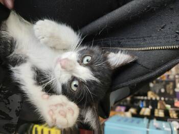 Rescue Domestic Medium Hair Cats for Adoption in Dallas, Texas - Gremlin | PetCurious