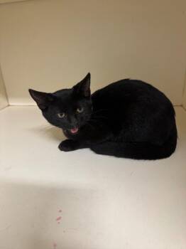 Christopher -  Domestic Short Hair Cat for Adoption in Bloomington, Indiana - Christopher | PetCurious