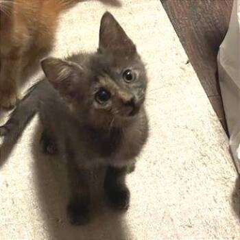 Sasha -  Domestic Short Hair Cat for Adoption in Newport News, Virginia - Sasha | PetCurious