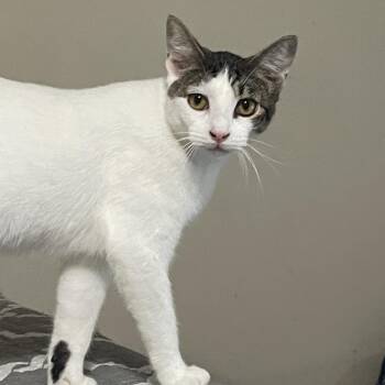 Popeye -  Domestic Short Hair Cat for Adoption in Liverpool, Texas - Popeye | PetCurious
