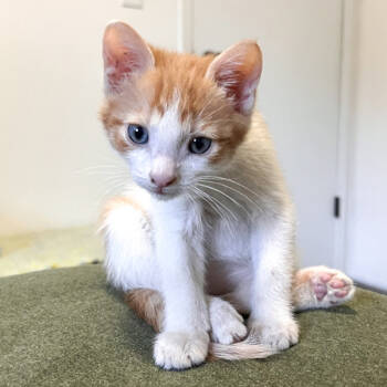 Rescue Domestic Short Hair Cats for Adoption in Des Moines, Iowa - Chester Cheese | PetCurious