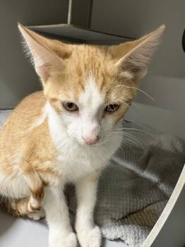 Rescue Domestic Short Hair Cats for Adoption in Dayton, Minnesota - William Catner | PetCurious