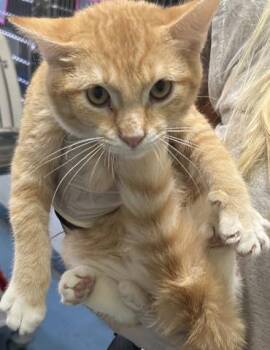 MUFASA -  Domestic Short Hair Cat for Adoption in Pensacola, Florida - MUFASA | PetCurious