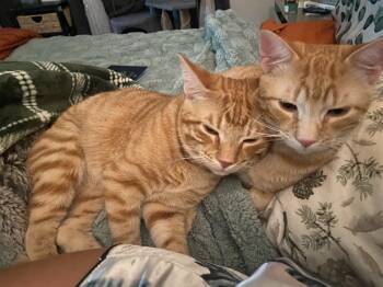 Fred and George -  Domestic Medium Hair Cat for Adoption in Pflugerville, Texas - Fred And George | PetCurious