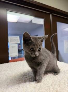 Hazel -  Domestic Short Hair Cat for Adoption in Lovingston, Virginia - Hazel | PetCurious