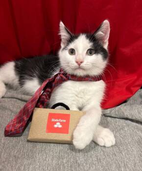 Jake (from State Farm) -  Domestic Medium Hair Cat for Adoption in Valley Park, Oklahoma - Jake (from State Farm) | PetCurious