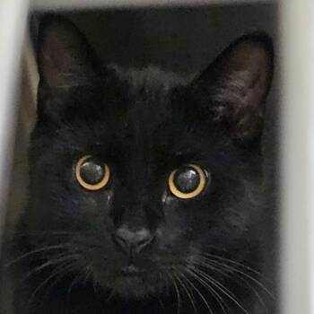 Rescue Domestic Short Hair Cats for Adoption in Stratford, Connecticut - Titan | PetCurious