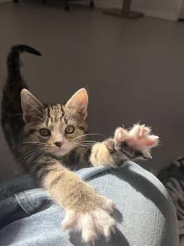 Acacia -  Domestic Short Hair Cat Available for Adoption in Ottawa, Ontario - Acacia | PetCurious