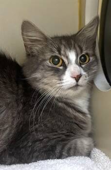 LOLA -  Domestic Long Hair Cat for Adoption in Dedham, Massachusetts - LOLA | PetCurious