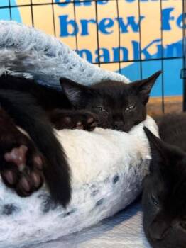Melon -  Domestic Short Hair Cat for Adoption in Salisbury, North Carolina - Melon | PetCurious