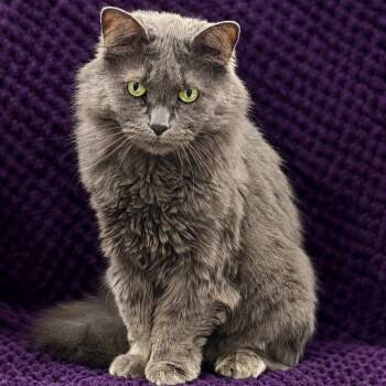 Sugar -  Domestic Long Hair Cat for Adoption in Effingham, Illinois - Sugar | PetCurious