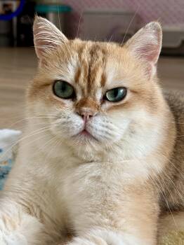 Nigel -  British Shorthair Cat for Adoption in Montclair, New Jersey - Nigel | PetCurious