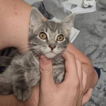 Stella 26-07-148 -  Domestic Short Hair Cat for Adoption in Bastrop, Texas - Stella 26-07-148 | PetCurious