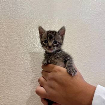 Ollie -  Domestic Short Hair Cat for Adoption in Ewa Beach, Hawaii - Ollie | PetCurious