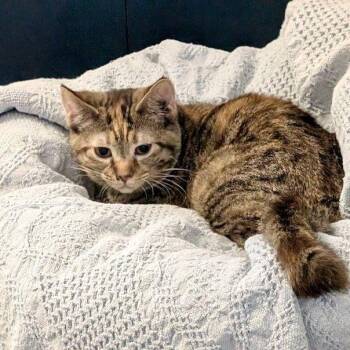 Rescue Domestic Short Hair Cats for Adoption in Lake Orion, Michigan - Clue | PetCurious