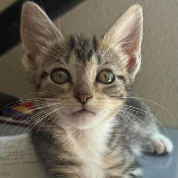 Blossom -  Domestic Short Hair Cat for Adoption in San Diego, California - Blossom | PetCurious
