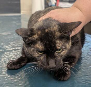 Domestic Short Hair Cats Available for Adoption in Mobile, Alabama - JEMMA | PetCurious