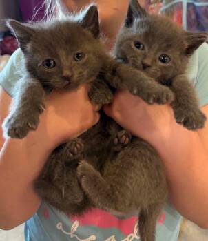 Rusty CM -  Russian Blue and Tabby Cat for Adoption - Rusty CM | PetCurious