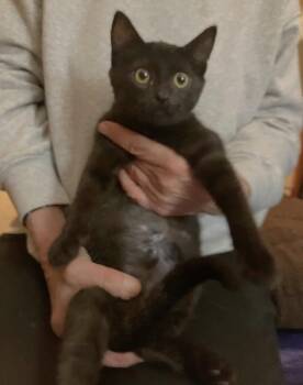 Gabby K -  Domestic Medium Hair Cat for Adoption in Vancouver, Washington - Gabby K | PetCurious