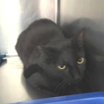 Sesame -  Domestic Short Hair Cat for Adoption in Reno, Nevada - Sesame | PetCurious