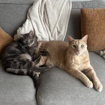 Cairo and Callulah -  Tabby Cat for Adoption in Beach Park, Illinois - Cairo And Callulah | PetCurious