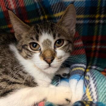 Wednesday -  Domestic Short Hair Cat for Adoption in Las Vegas, Nevada - Wednesday | PetCurious