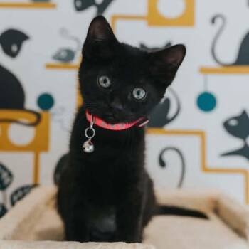 Lakshmi -  Domestic Short Hair Cat for Adoption in Grand Rapids, Michigan - Lakshmi | PetCurious