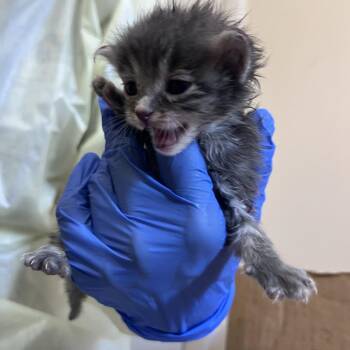 Foal -  Domestic Medium Hair Cat for Adoption in Kanab, Utah - Foal | PetCurious