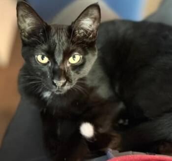 Boba -  Domestic Short Hair Cat for Adoption in Cincinnati, Ohio - Boba | PetCurious