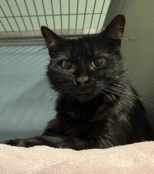 Domestic Short Hair Cats Available for Adoption in Westminster, Maryland - WREN | PetCurious