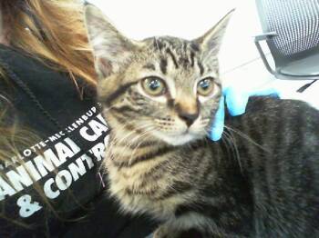 MEADOW -  Domestic Short Hair Cat for Adoption in Charlotte, North Carolina - MEADOW | PetCurious