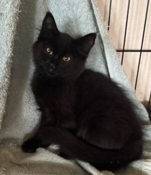 Messi -  Domestic Medium Hair Cat for Adoption in Pendleton, Oregon - Messi | PetCurious