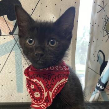 Ebony -  Domestic Short Hair Cat for Adoption in Port Charlotte, Florida - Ebony | PetCurious