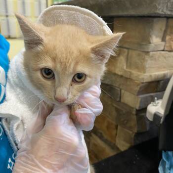 Collie -  Domestic Short Hair Cat Available for Adoption in Lynchburg, Virginia - Collie | PetCurious