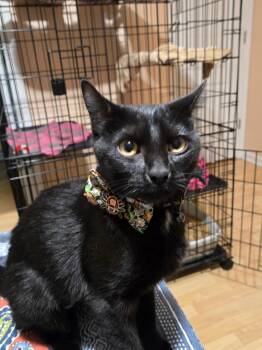Rescue Domestic Short Hair Cats for Adoption in Lawrenceville, Georgia - Noodle | PetCurious