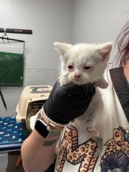 Domestic Short Hair Cats Available for Adoption in Sevierville, Tennessee - Goober | PetCurious