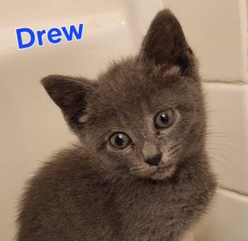Rescue Domestic Short Hair Cats for Adoption in New Bern, North Carolina - DREW BREES Kitten | PetCurious