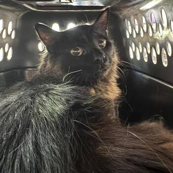 Domestic Medium Hair Cats Available for Adoption in Des Moines, Iowa - Prince | PetCurious