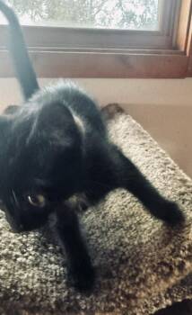 Domestic Short Hair Cats Available for Adoption in Lafayette, Colorado - Ronin | PetCurious