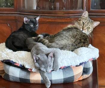 Rescue Russian Blue and Domestic Short Hair Cats for Adoption in Charlotte, North Carolina - Grayson | PetCurious