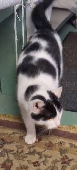 Domestic Short Hair Cats Available for Adoption - Pongo | PetCurious