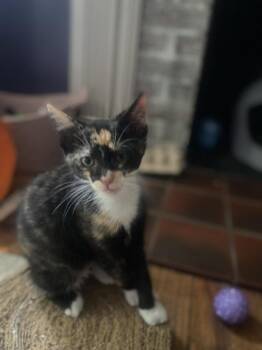 Alani -  Domestic Short Hair Cat for Adoption in Dayton, Ohio - Alani | PetCurious
