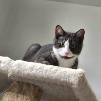 Nigel -  Domestic Short Hair Cat for Adoption in Abbotsford, British Columbia - Nigel | PetCurious