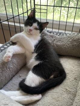 Toby -  Domestic Short Hair Cat for Adoption in Troy, New York - Toby | PetCurious